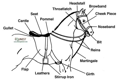 English Horse Bridles And Saddle Bing Images English Horse Tack