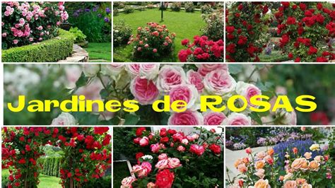 Details 48 Jardines Con Rosas Abzlocal Mx