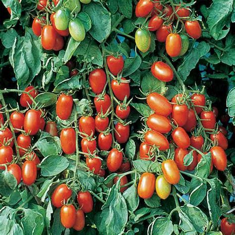 We grow our juliet tomato plants organically and guarantee them to arrive alive and thriving. Buy Tomato Juliet, seed - Australian Seed