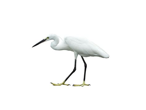 White Egret On Transparent Background Png File 21515300 Png