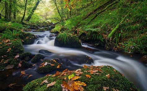 Hd Wallpaper Forest Stones Moss Leaves Nature Trees Stream