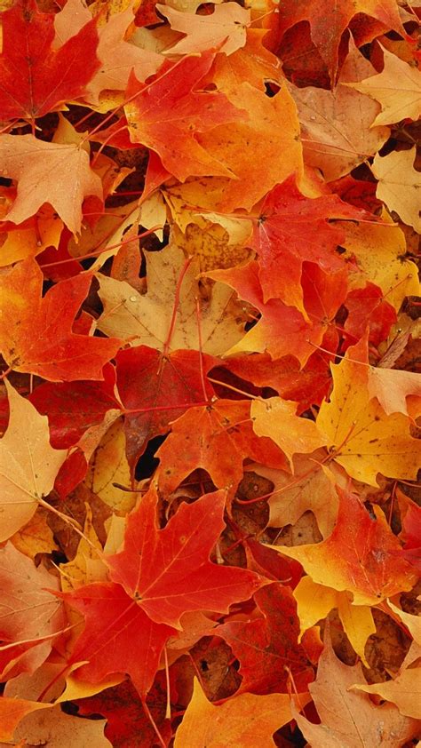 Autumn Leaves Wallpaper Kolpaper Awesome Free Hd Wallpapers