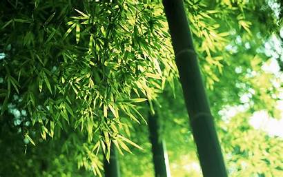 Bamboo Leaves Trees Nature Plants Field Desktop