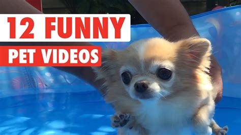 12 Funny Pet Videos Compilation 2016 Youtube