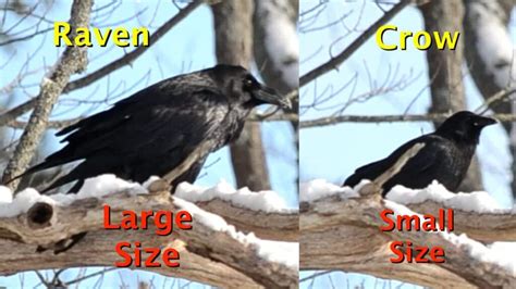 How To Tell Crows From Ravens 4 Major Differences