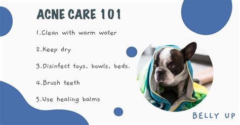 Five Natural Ways To Prevent Dog Acne And Achieve Healthy Skin For Your