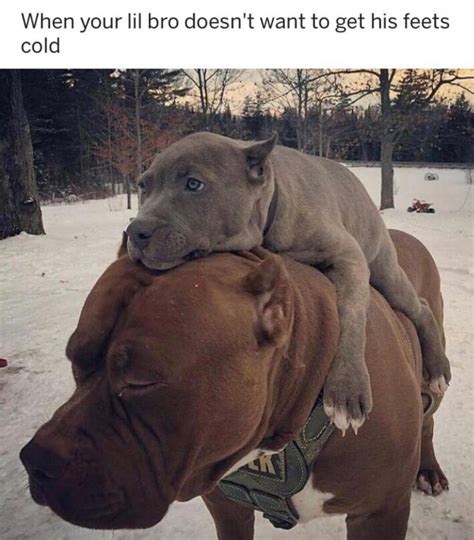 17 Funny Memes With Cane Corso Pettime