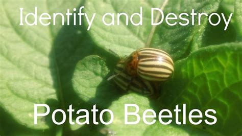 Colorado Potato Beetle Seek And Destroy Youtube