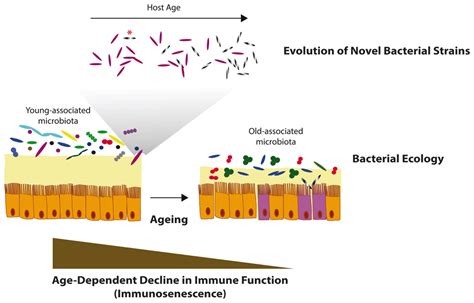 The Role Of The Gut Microbiome During Host Ageing F1000research