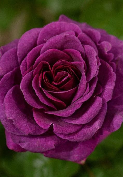 Rhs Graham Rices New Plants Blog A Cut Flower Rose For Home
