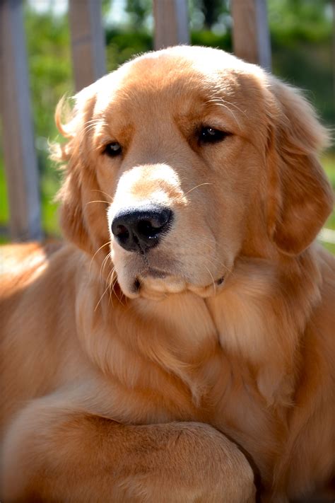 Golden Retriever Noble Loyal Companions Loyal Dog Breeds Dog Love