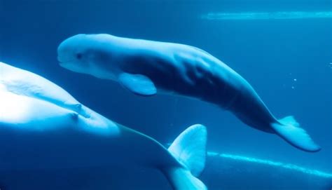 Shedd Aquarium Officials Determine The Sex Of Newborn Beluga Whale