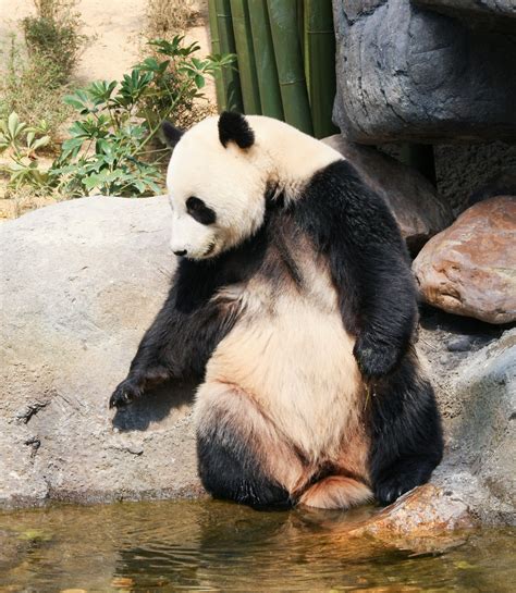 Giant Panda Behavior Animal Sake