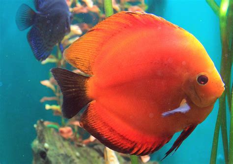 Symphysodon Discus Wikimedia Commons In 2022 Discus Fish Pet Fish