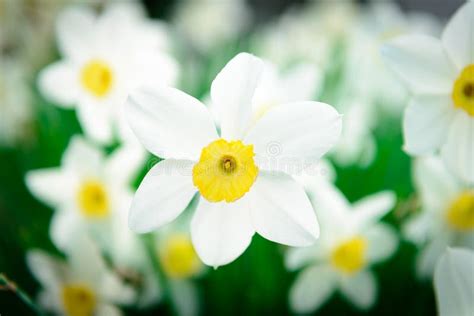 Beautiful White And Yellow Daffodils Yellow And White Narcissus Stock