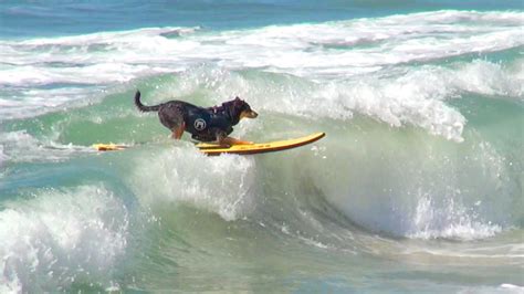 Surfing Dogs Youtube