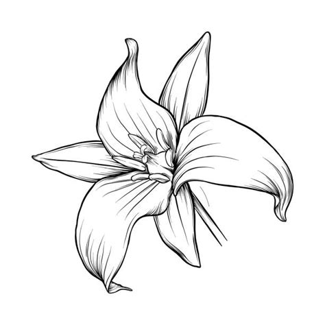 160 Trillium Flower Drawing Stock Photos Pictures And Royalty Free