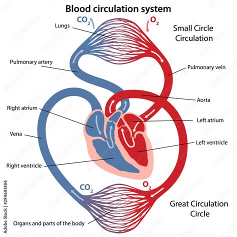 Circulation Of Blood Through The Heart Cross Sectional Diagram Of The
