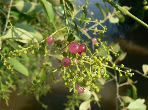 The plant is classified by horticulturalists as an evergreen shrub. Salvadora persica | Salvadoraceae » Salvadora persica sal ...
