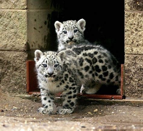I Present To You Snow Leopard Kittens Cute