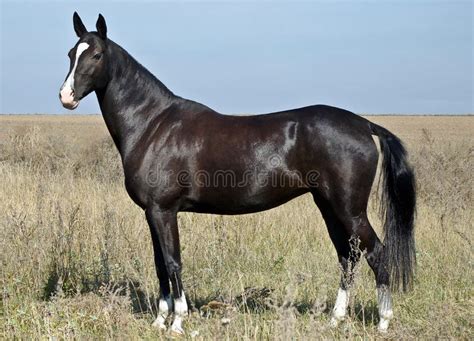 Aliexpress carries many black and white horse hair related products, including hair horse , spear , violin white , bow for violin , all for violin , beam hair , bai. Black Horse With A White Spot In The Field Stock Photo ...