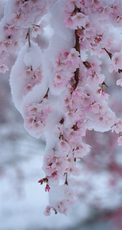 Cherry Blossoms Covered In Snow By Sky Genta Flickr Flowers