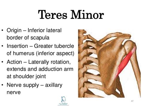 Teres Minor Muscle Origin Insertion Nerve Supply And Action How To