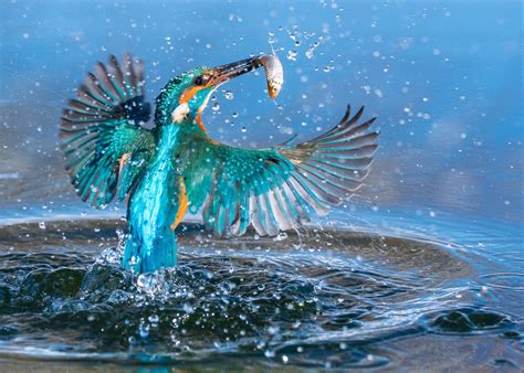 799633 Birds Common Kingfisher Water Mocah Hd Wallpapers