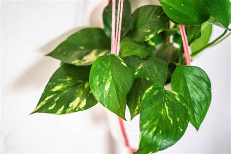 How To Take Care Of An Ivy Plant Armanda Singer