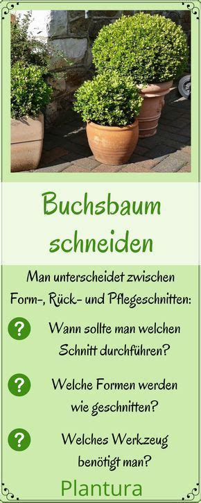 Die haben wir so in die gestaltung einbezogen, daß sie erst recht richtig schön zur geltung kommen. Buchsbaum schneiden: Wann und wie zurückschneiden ...