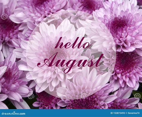 Hello August Greeting On A Pink Chrysanthemum Flowers Background Stock