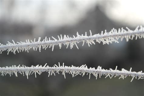 Free Images Branch Snow Winter Fence Frost Ice Weather Season