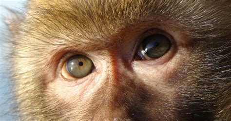 New Device Sends Images Directly Into Monkeys Brains