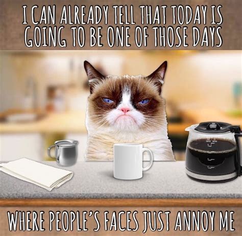 Grumpy Cat Morning ☕️ Grumpy Cat Grumpy Cat Meme Morning Cat