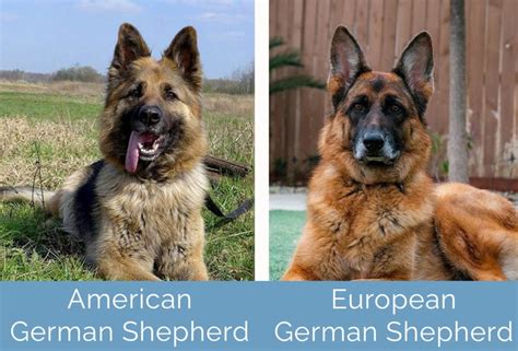 American Vs European German Shepherds Key Differences With Pictures Hepper