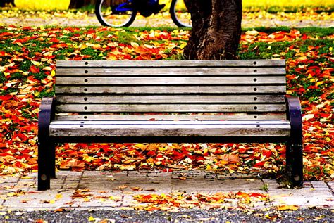 🔥park Autumn Bench Hd Wallpaper 800x500 185667