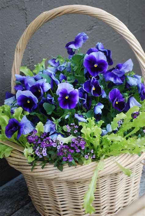 Beautiful Basket Of Purple Pansies I Love Pansies One Of My