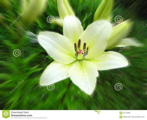 White Lily In A Flower Garden Radial Blur Stock Image Image Of