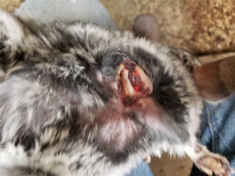 chinchillas exposed bones eyes oozing pus peta investigates
