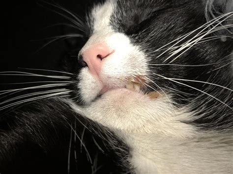 57 Hq Photos Swollen Lower Lip Cat Symptom Skin Diseases From