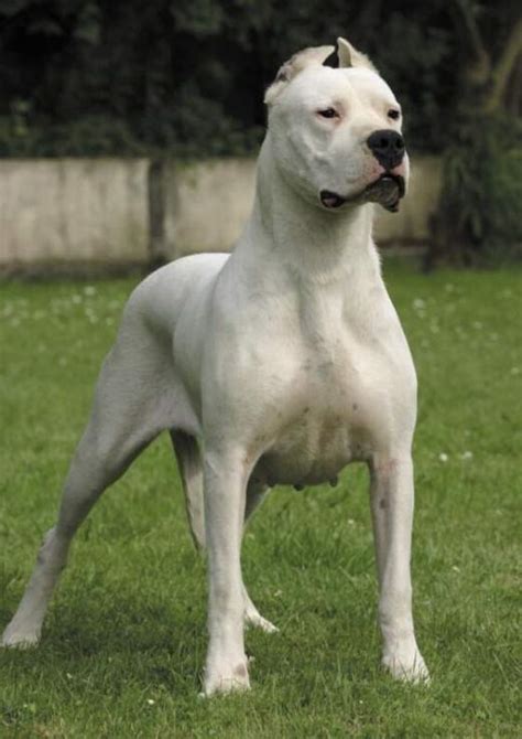 Dogo Argentino Ecured