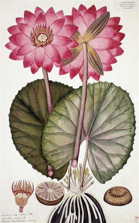 Red Indian Water Lily Nymphaea Rubra Photograph By Natural History