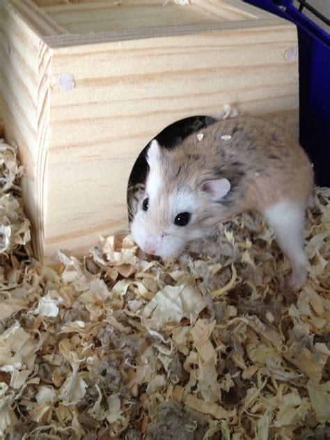 My Little Robo Dwarf Hamster She Passed On A Few Weeks Ago Miss Her