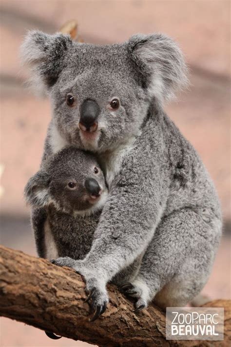 Funny Koalas Baby Animal Drawing Funny Animals Videos Koala Animal Pfp