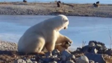 Sled Dog Killed By Polar Bear Days Before Viral Video Surfaced Of Bear