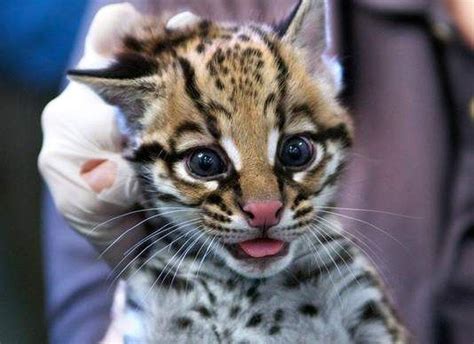 Ocelot Kitten Born With Help From Cincinnati Zoo Scientists