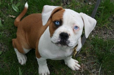 It is naturally alert, inquisitive and fearless. American bulldog puppies facts