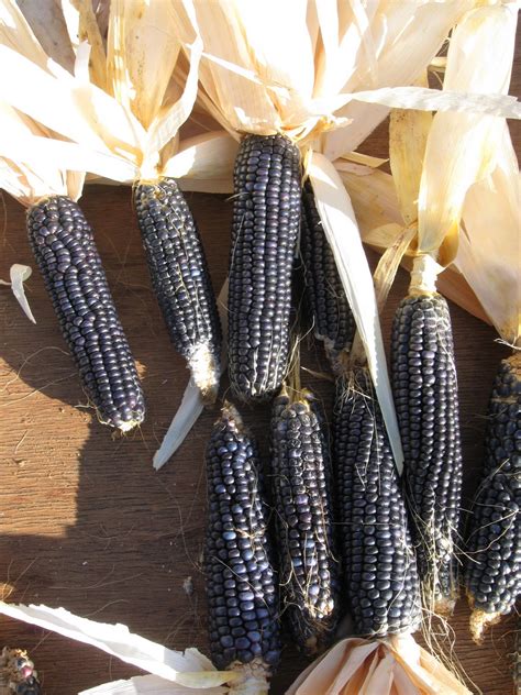 High Desert Home Garden Hopi Blue Corn Harvest