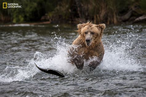 15 Highlights From The 2016 National Geographic Nature Photographer Of
