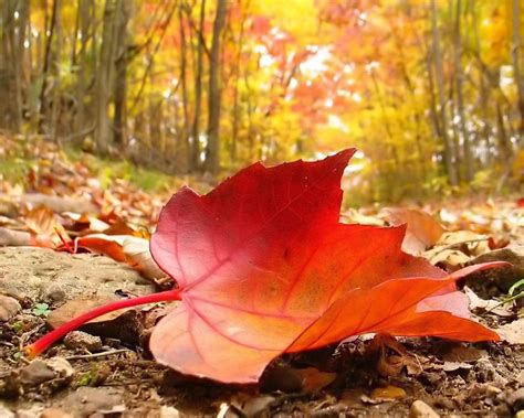 Falling Leaves Autumn Wallpaper 1280x1024 29989